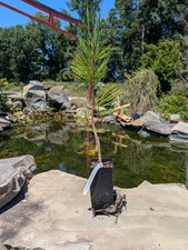 Japanese Black Pine 'Aocha Matsu'