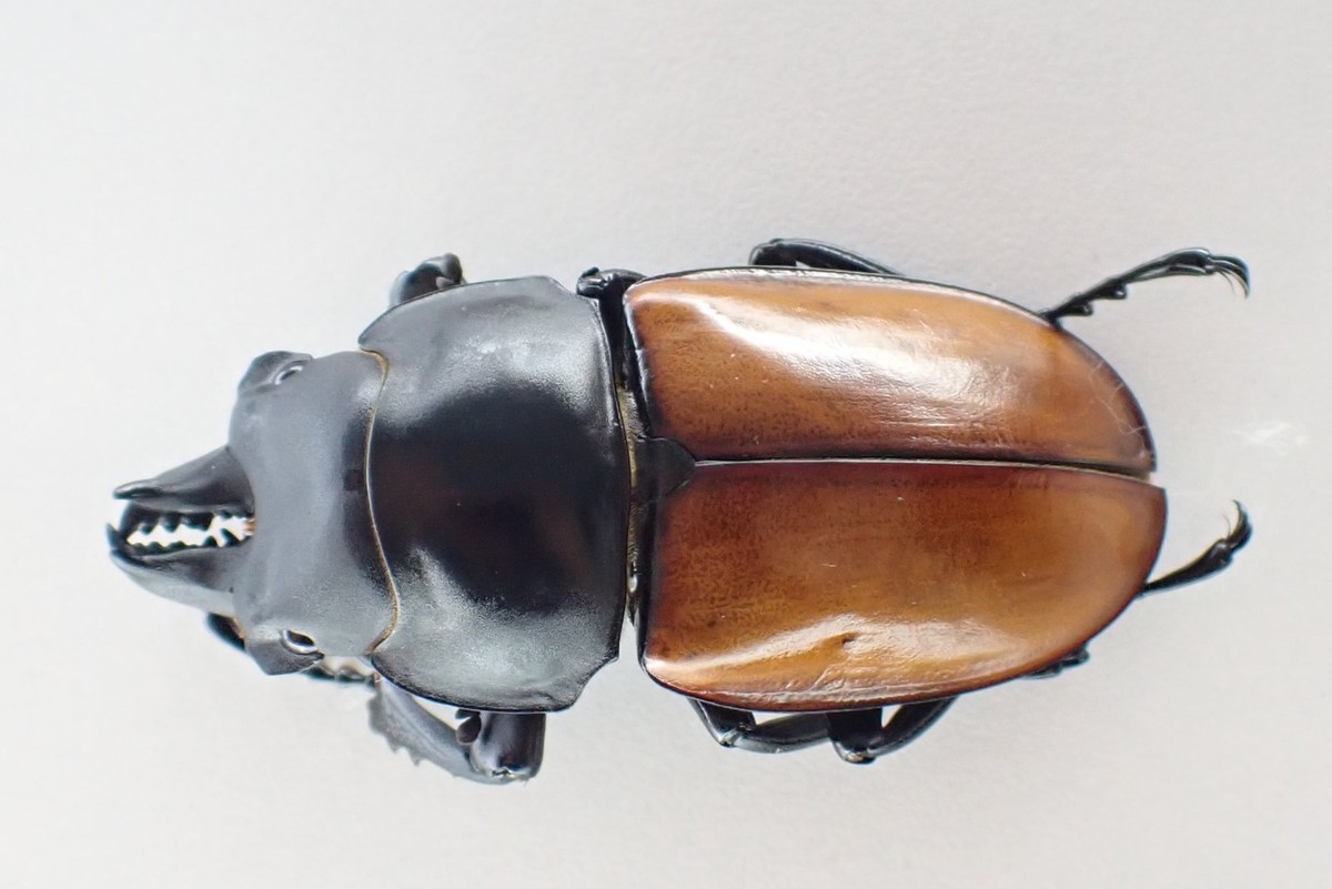 標本 Taiwan Dytiscoidae sp.37mm D72140. Insects, Beetles, Lucanidae: Neolucanus sp. Vietnam