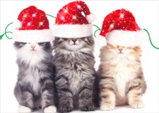 3 Kittens Eyes Hidden by Santa Hats Cute Cat Box of 12 Christmas Cards