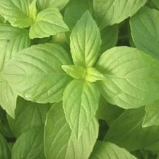 200 Organic Lemon Basil Seeds, Non GMO-US Grow, FREE SHIPPING