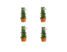 Hydrofarm Self-watering planter Tower Tomato Tree Over 3-feet tall - 4 PACK