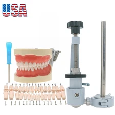 Kilgore Nissin 200 Type Dental Typodont Model 32pc Removable Teeth Mounting Pole