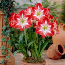 T&M Amaryllis Minerva Bulbs Tender House Plant Flowering Plant 1 x Bulb Size