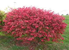 3 Dwarf Burning Bush Sapling BARE ROOT Hardy Shrub Privacy Hedge