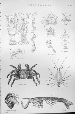 Old Mackenzie C1880 Science Crustacea Fluviatilis Verrucosa Squilla M Victorian