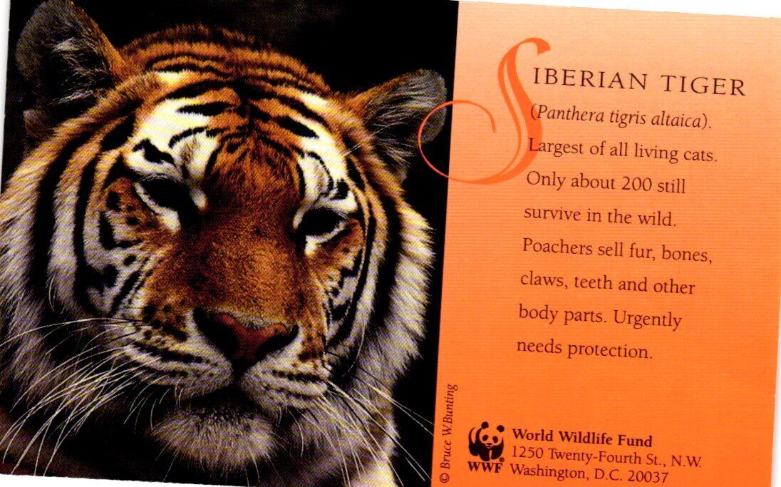 Siberian Tiger WWF World Wildlife Fund Postcard | eBay