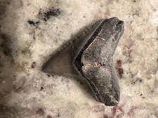 Nice Bull Shark Tooth Fossil Florida No Repairs