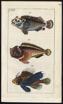 Antiker Druck - Schwarzer Skorpionfisch - Riffsteinfisch - Fliegender Fisch - Wilhelm - 1812