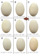 9 Empty VTG Med 6-8” Blown Goose Eggs Blown White Shell Pysanky Butterk One Hole