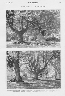 BURNHAM BEECHES Gekauft von Corp of London für das Volk - Antikdruck 1899