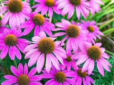 Purple Coneflower Flower Seeds - 1,000+ Seeds - Made in USA, Ships from Iowa.