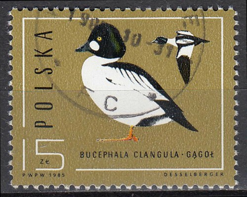Polen gestempelt Schellente Ente Vogel Seevogel Wildtier Tierwelt Natur / 235