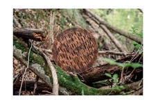 Rain Disk "Water-Fall" 12 inch | Instrument for Sound Healing | Relaxing Soun...