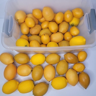 Fake Faux Lemons Bulk Set Yellow Artificial Fruit Home Decor Decor Props