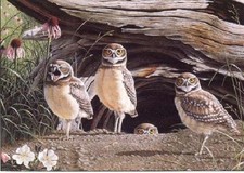 Neal Anderson Where�s Ma? Burrowing Owls - Bird of Prey