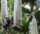 Musa ingens, Giant Highland Banana - 2 Sementes