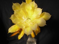 Epiphyllum, Orchid Cactus, " NORMA CANTAFIO ", Don's Quart pots MAR/1