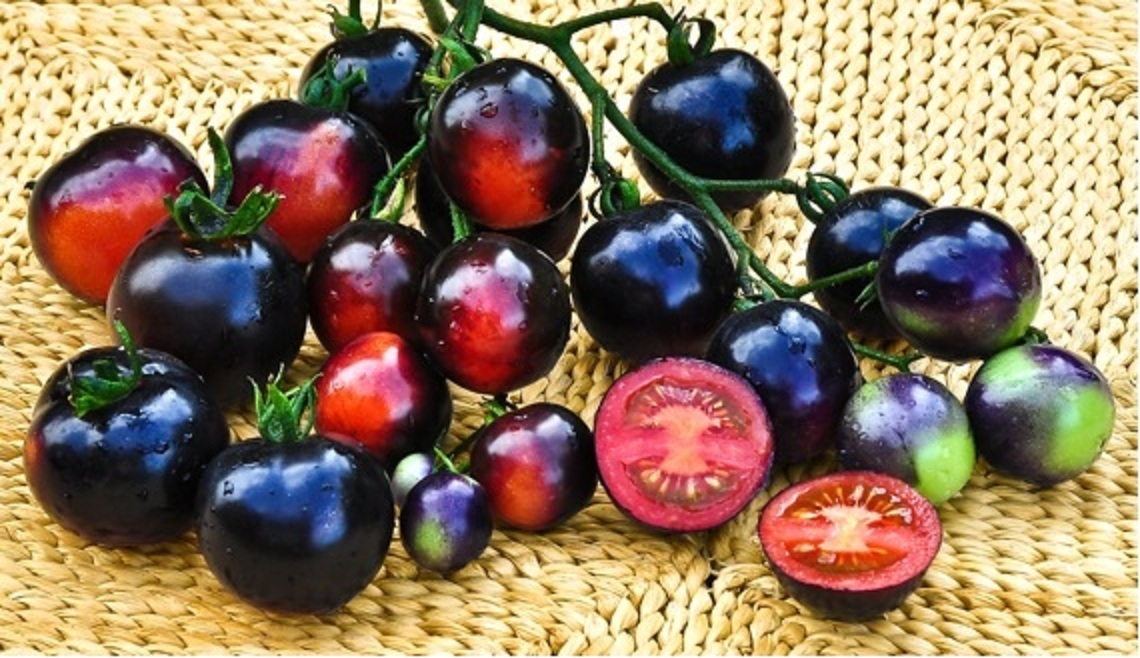 TOMATO INDIGO ROSE 10 FINEST SEEDS