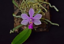 Phalaenopsis zhanhouana Orchidee