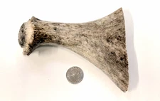natural real moose antler