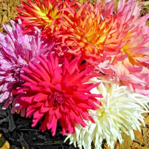 200+ ZINNIA SEEDS CACTUS FLOWER SPRING MIX HEAT DROUGHT TOLERANT BLOOMS BEES USA - Picture 1 of 7