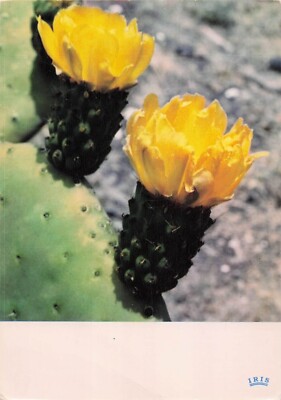 Postcard Vintage (1) ESP/Las Palmas Cactus Flowers HC67 UP (#664) | eBay