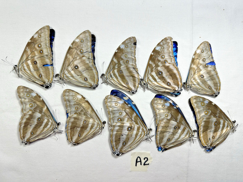 10 Morphos Adonis in A2 condition