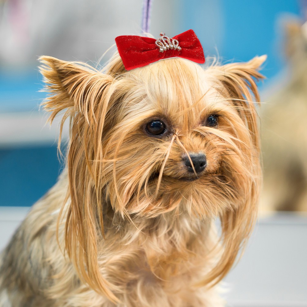 4 Pezzi Accessori Forcina per Animali Domestici Festa Matrimonio per Cani Fiocco Clip foto 6