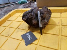  104 Manzanita Burl W od