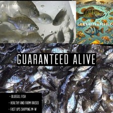 30 Live Bluegill Fish,Bream, Sun Fish SMALL GUARANTEE ALIVE FREE Shipping