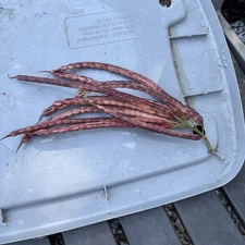 10 (Red) Velvet Mesquite Seeds Pods (Prosopis Velutina) Drought Tolerant Legume