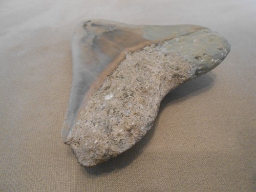 " fossiler grau-beige-blauer Megalodon Zahn " ca. 13 x 10 cm sehr schöne Farben - Bild 9 von 18