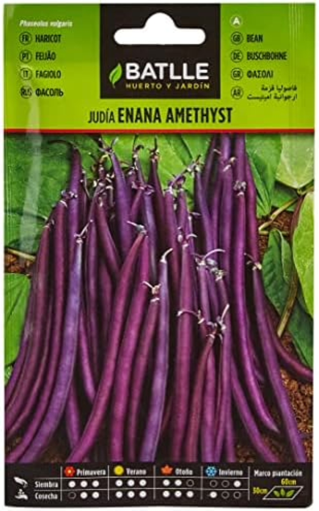 Semillas Batlle 020600BOLS Judia Enana Violeta Amethyst
