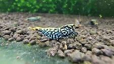 (PRESALE) Top Grade Blue Galaxy Snowflake Fishbone Caridina Shrimp. Live Shrimp