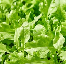 Salad Rocket Wasabi - 700x Seeds - Vegetable