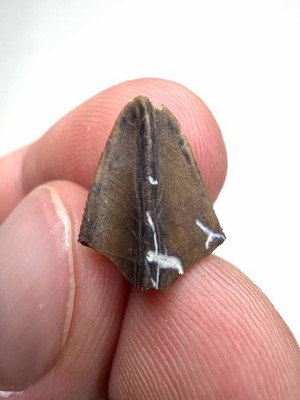 0.57  Edmontosaurus annectens Tooth - Hell Creek Formation, Montana