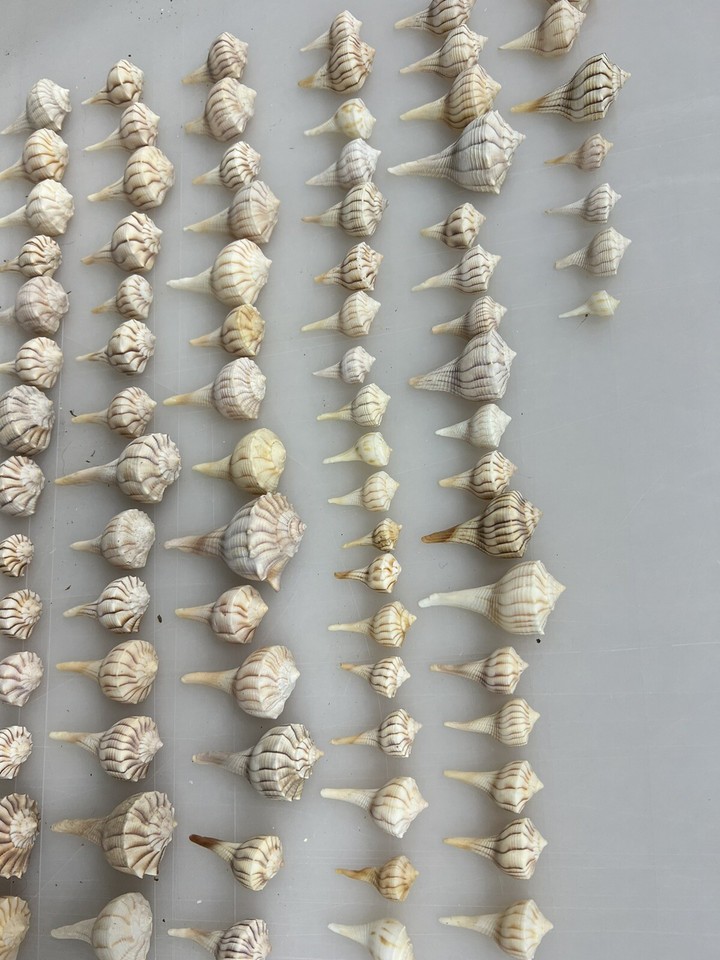 Bulk 137 Lightening Whelk Sea Shells / Seashells / Conch Shells / Craft ...