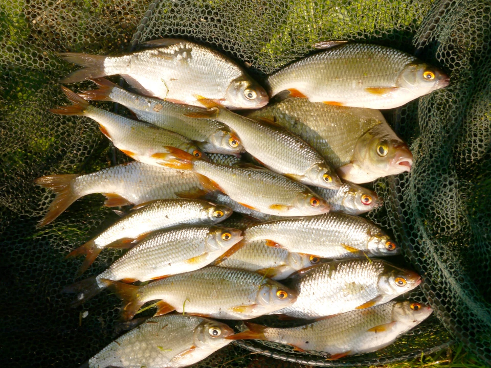 20kg Lockfutter Karpfen-Brassen-Rotaugen Angelfutter Wettkampffutter 1,75 €/kg - Bild 3 von 3