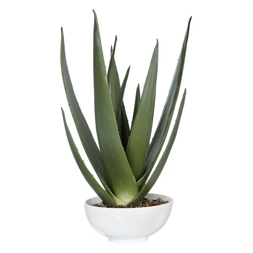 Uttermost Evarado Aloe Planter - Picture 1 of 1