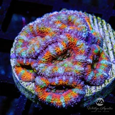 (D6) WA Rainbow Road Acan - WYSIWYG Live Coral Frag