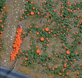 Busch 1201 HO Scale Pumpkin Field