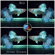 1 PAIR- Blue/Green Dragon Indo , BDS-Live Guppy Fish High Quality-USA SELLER