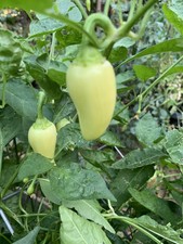 25 White Jalapeno Pepper Seeds     USA Grown     100 Organic Spicy Fruits