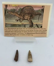 Spinosaurus Teeth Dinosaur F0SSIL Before T Rex Cretaceous K227