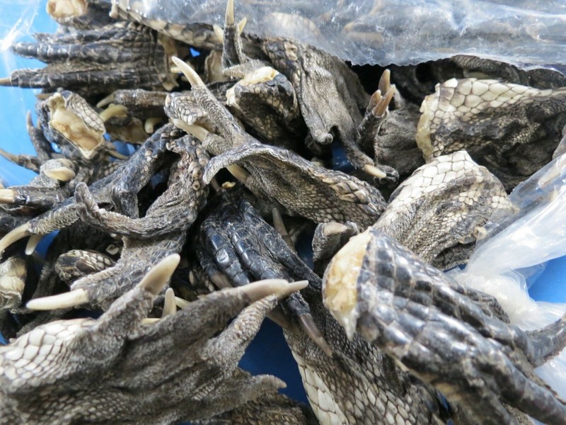 WHOLESALE LOT OF 12 2"-3" FLORIDA GATOR ALLIGATOR FEET REAL CLAWS craft jewelry