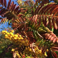 Sorbus Joseph Rock Mountain Ash Tree 6ft Supplied in a