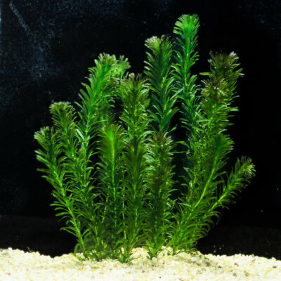 #ad *BUY 2 GET 1 FREE* Anacharis Elodea Egeria Densa Easy Live Aquarium Plants ✅ $8.99