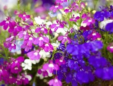 Giant Cascading Lobelia Trailing Mix -  200x Seeds - Hanging Basket Rockery
