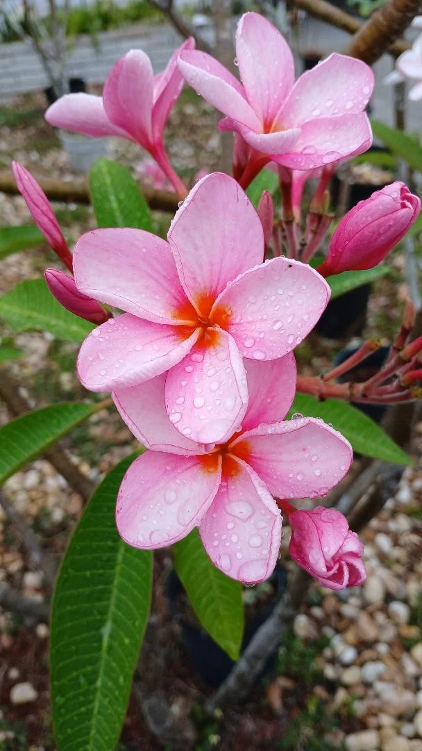 Plumeria for sale | eBay