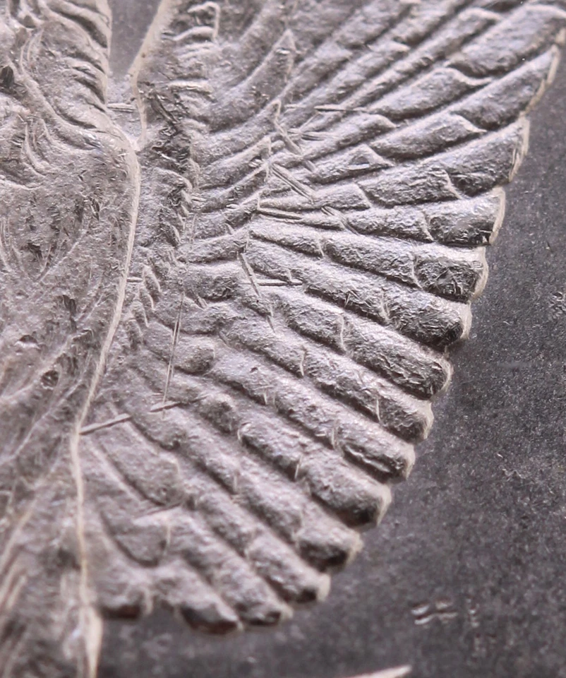 1878-CC $1 Morgan Silver Dollar $1 PCGS MS63 CAC VAM-11 "Lines in Wings" TOP 100 - Image 4 of 4